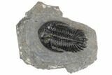 Hollardops Trilobite With Visible Eye Facets - Ofaten, Morocco #197120-1